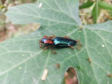 Gökkuşağı kınının yakın plan bir klik böceği, bir yaprak üzerinde ölü ve karıncalarla çevrili; büyüleyici bir hayvan vahşi yaşamı örneği.