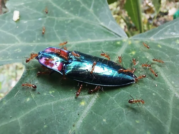 A close-up of a rainbow sheath click beetle, dead on a leaf and surrounded by ants ; an example of fascinating animal wildlife.