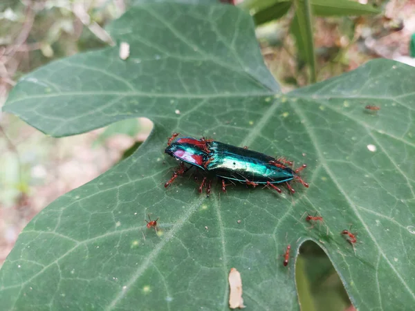 虹色の鞘のクローズアップは 葉の上で死んでアリに囲まれた甲虫をクリックします 魅力的な動物野生動物の例 — ストック写真