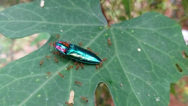 虹色の鞘のクローズアップは 葉の上で死んでアリに囲まれた甲虫をクリックします 魅力的な動物野生動物の例 — ストック動画
