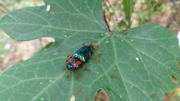 虹色の鞘のクローズアップは 葉の上で死んでアリに囲まれた甲虫をクリックします 魅力的な動物野生動物の例 — ストック動画