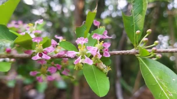 Barbade Cerise Malpighia Glabra Fleurs Lin Dans Jardin Naturel Balancent — Video