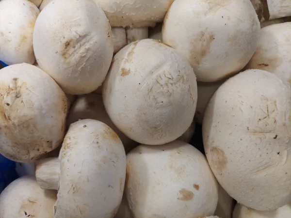 Prato Cogumelos Comestíveis Orgânicos Vista Close Alimentação Saudável Sem Pessoas — Fotografia de Stock
