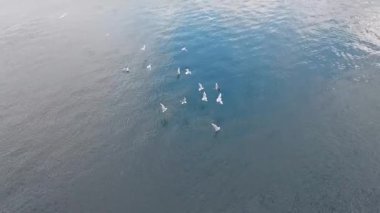 Bir grup martı açık mavi deniz suyundan küçük balıklar yakalıyor Norveç 'ten bir manzara