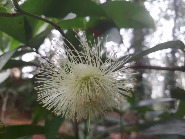 Syzygium jambos, Güneydoğu Asya kökenli bir gül elması türüdür ve bir süs ve meyve ağacı olarak tanıtılmıştır.