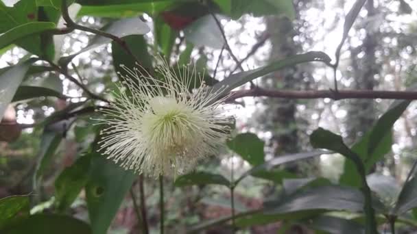 Syzygium Jambos Species Rose Apple Originating Southeast Asia Occurring Widely — Stock Video