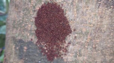 Ağaç dalı, makro, Cerastipsocus venosusimage üzerindeki birkaç bitin görüntüsünü kapat