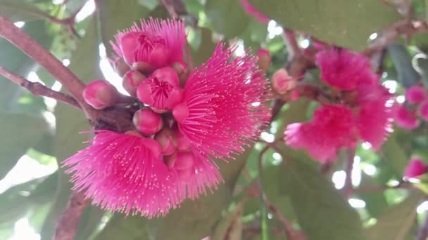 Syzygium Jambos Una Specie Mela Rosata Originaria Del Sud Est — Video Stock