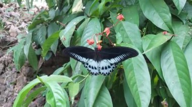 Yaz boyunca çiçekten nektar toplayan kelebek. 