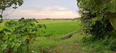 Ufuk boyunca uzanan yemyeşil pirinç tarlası, dingin bir gökyüzünün altındaki canlı bitki örtüsüyle çerçevelenmiş, sükuneti ve doğanın güzelliğini çağrıştırıyor..