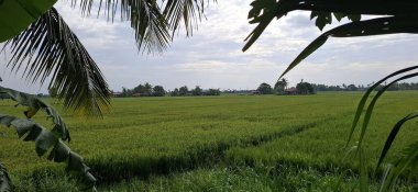 Parlak, berrak bir gökyüzü altında, canlı yeşil tonlarda geniş pirinç tarlaları dağınık bulutlarla, sakin bir kırsal alan ve yemyeşil bitki örtüsü sergiliyor..