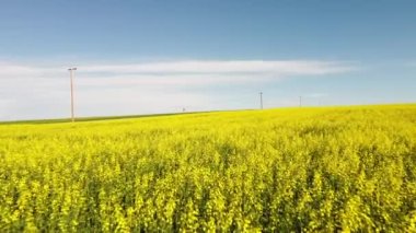 Alberta 'daki Kanada bozkırlarındaki telefon direklerinin yakınındaki hava kanola tarlaları çiçek açıyor..