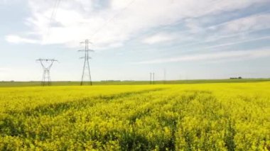 Blooming canola crop low tracking motion on a windy day with electrical transmission towers and power lines ion Rocky View County Alberta Canada.