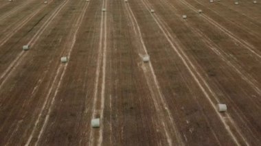 Aerial round hay bales on a harvested field in Rocky View County Alberta Canada