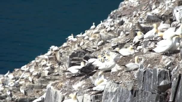 Slow Motion Northern Gannet Birds Colony Gathered Cape Mary Newfoundland — Video