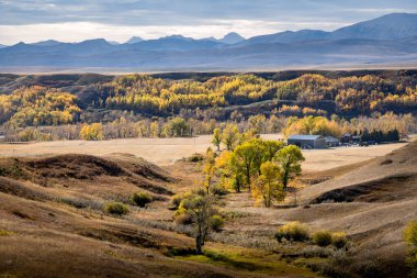 Kanada Rocky Dağları 'nın doğu yamaçlarına bakan bir nehir vadisinde sonbahar renkleri ve Longview Alberta yakınlarında çalışan bir sığır çiftliği..