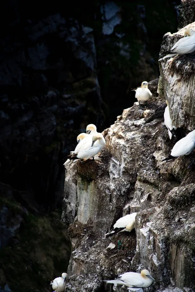 Gannets Settentrionali Nidificano Alte Scogliere Rocciose Mentre Preparano Migrazione Marittima — Foto Stock
