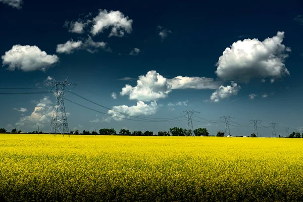 ロッキービュー郡の明るい黄色の咲く菜の花の作物を見下ろす鋼格子伝送塔から吊るされた送電線アルバータ州カナダ — ストック写真