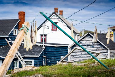 Geleneksel olarak tuzlama ve kış depolama için Bonavista Newfoundland Kanada 'da asılı Atlantik Morina filetoları.