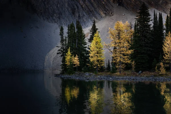 Larício Outono Árvores Cores Outono Refletindo Lago Montanha Nas Montanhas — Fotografia de Stock
