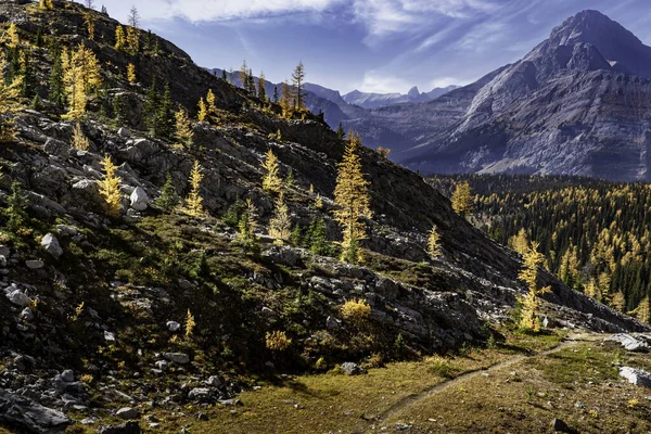 Mountain Larch Trees Fall Colours Overlooking Canadian Rockies Valley Peter — Stock Photo, Image