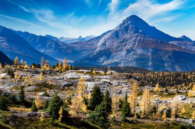 Sonbahar renklerinde dağ tarlası ağaçları yürüyüş yoluna bakıyor ve Peter Lougheed İl Parkı Alberta 'daki Kanada Rocky Dağları Banff Kanada yakınlarındaki