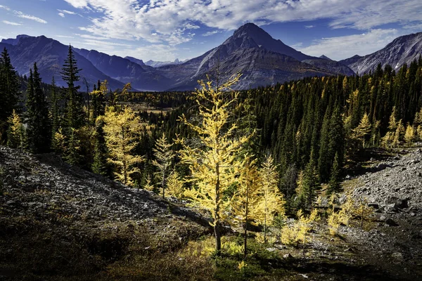 Mountain Larch Árvores Cores Outono Com Vista Para Montanhas Rochosas — Fotografia de Stock