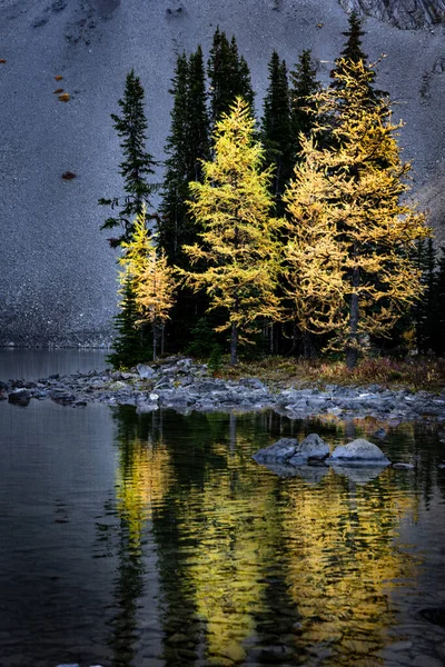 Mountain Larch Árvores Refletindo Lago Cores Outono Longo Das Montanhas — Fotografia de Stock
