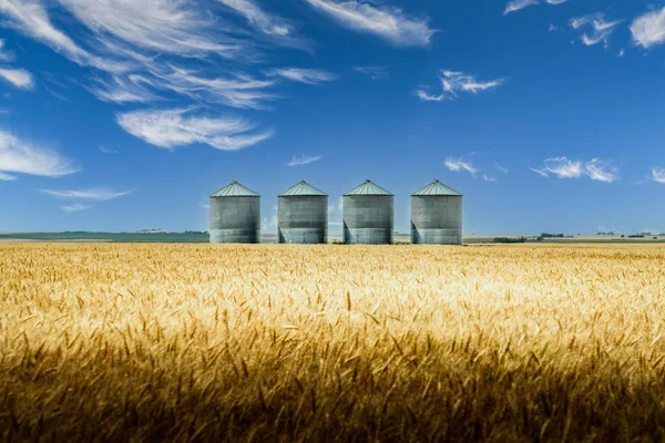 Grain Silos Overlooking Barley Field Harvest Canadian Prairie Landscape Rocky Royalty Free Stock Images
