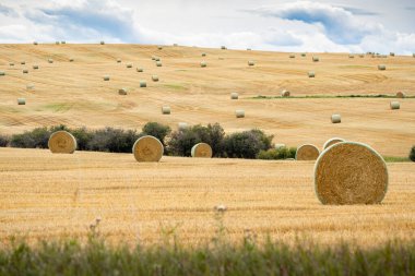 Rocky View County Alberta Kanada 'da sonbahar hasadından sonra açık çayırlarda Round Hay balyaları.