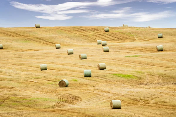 Round hay rolls sitting on a hillside during summer harvest along the Midwest on the North American prairies.