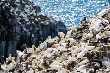 Kuzey sümsük kuşları, Atlas Okyanusu 'na tepeden bakan Cape St. Mary' s Ekolojik Rezerv Newfoundland Kanada 'daki ünlü Kuş Kayası' na yuva yapar..