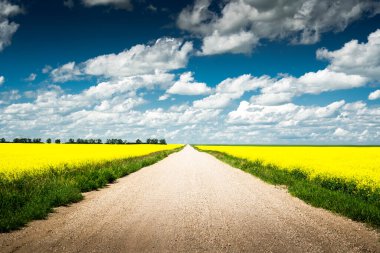 Merkezdeki kır yolu, yaz boyunca Alberta bozkırlarında bulutlu bir rüzgarın altında çiçek açan sarı kanola tarlalarıyla çevrili..