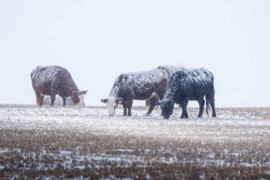 Rocky View County 'deki Alberta ovalarında bahar tipi sırasında karla kaplı sığırlar otluyor..