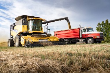 Cochrane Alberta Canada, Ekim 03, 2023: Combine olarak çalışan çiftçiler Alberta kırsalındaki bir arpa tarlasını hasat ettikten sonra tahılları çöp kamyonuna boşalttılar.