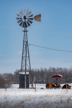 Rocky View County Alberta Kanada 'da karla kaplı bir tarlaya bakan sığırları olan kırsal bir çiftlikte klasik yel değirmeni..