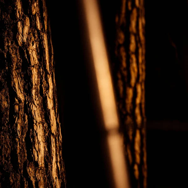 Akşam ışığında ağaç kabuğu olan ağaçlar