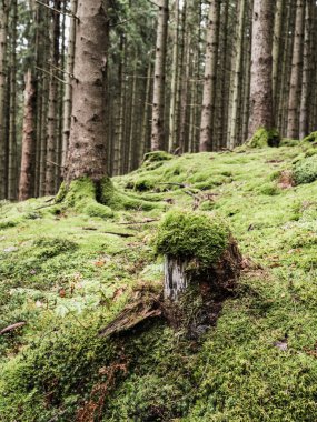 Ormandaki ağaç kütüğünde yeşil yosun