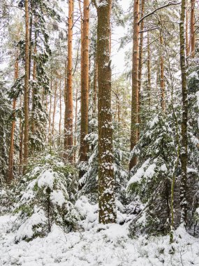 Kuzey ormanlarında karla kaplı çam ağaçlarının sakin ve kış manzarası doğal bir güzellik ortamı yaratıyor..