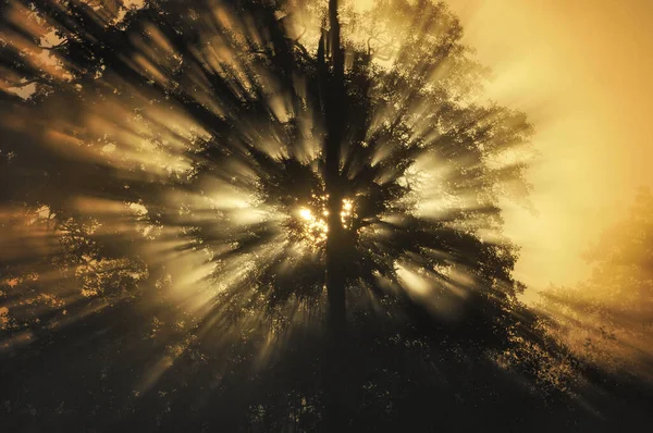 Lumière Soleil Brille Travers Forêt Suède — Photo