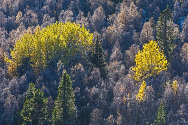 Podzimní Les Horách — Stock fotografie