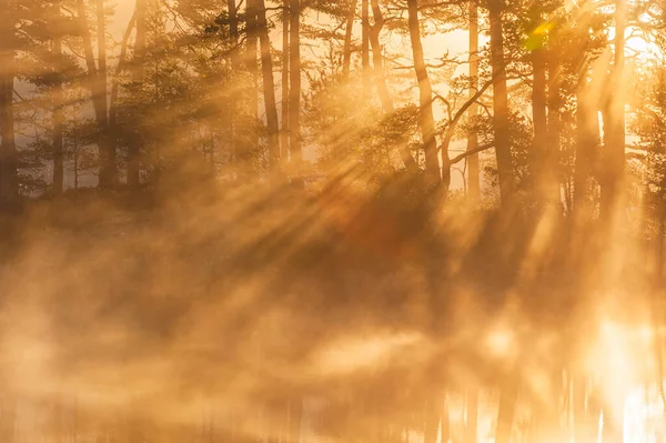 Atemberaubender Sonnenaufgang Durch Bäume Schweden — Stockfoto