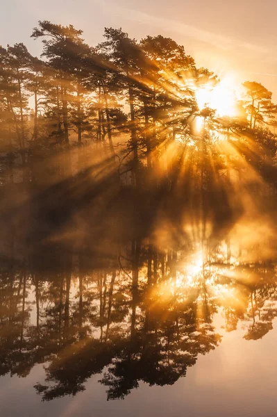 Stunning Sunrise Trees Reflected Still Lake — Stock Photo, Image