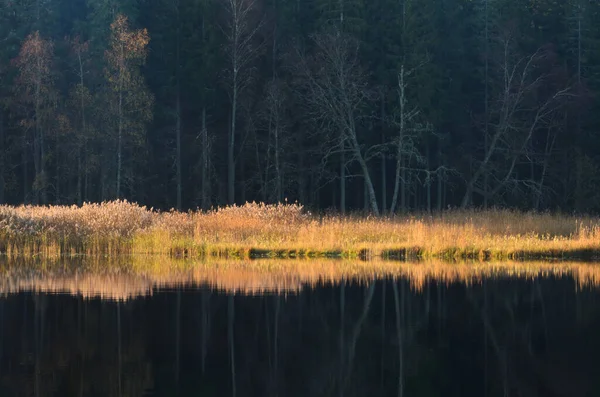 Sonnenbeleuchtete Bäume Flussufer Hunneberg Schweden Europa — Stockfoto