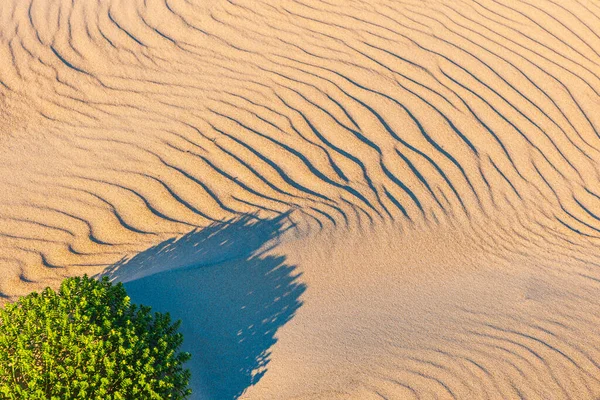 緑の茂みと風模様の砂 — ストック写真