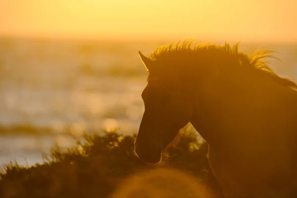 日落时在海边的马的轮廓 — 图库照片