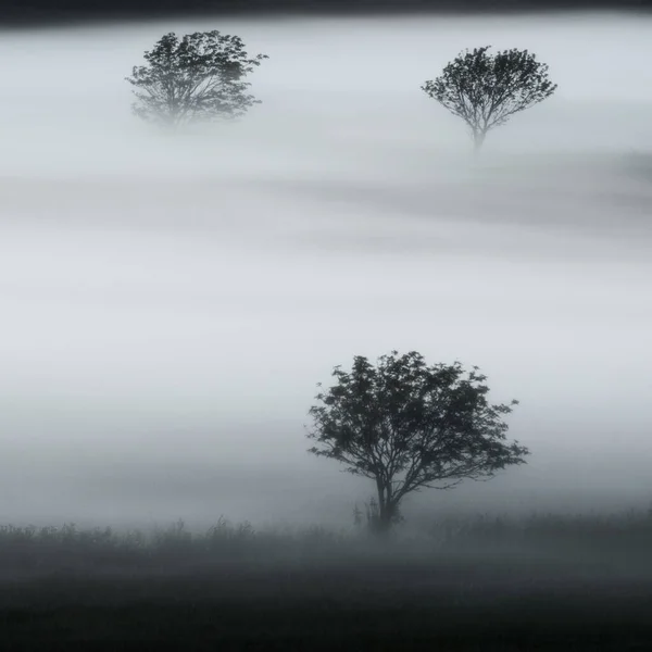 Drie Bomen Mist Halland Zweden — Stockfoto