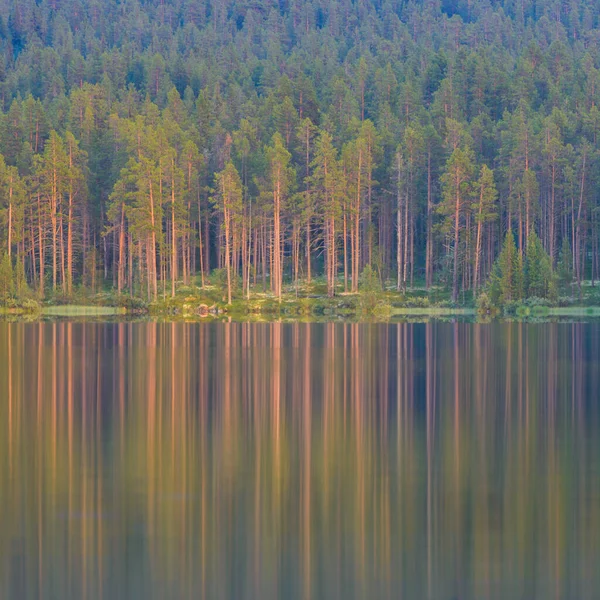 Uma Floresta Árvores Altas Refletida Lago Imóvel — Fotografia de Stock