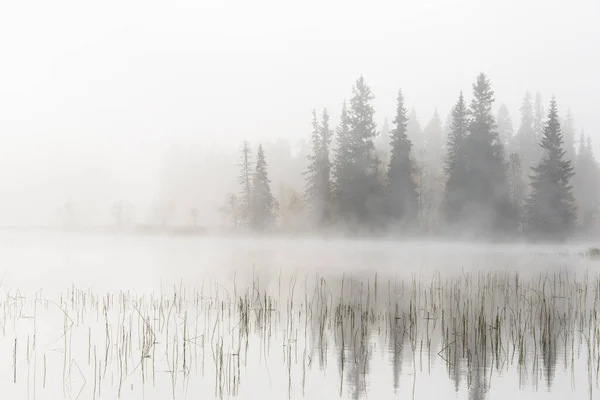 Misty Lake Forest Dalarna Zweden — Stockfoto