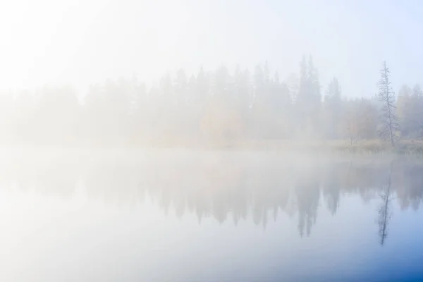 Дерево Відбивається Озері Туманний Ранок — стокове фото